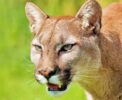 Warum gehört der Puma zu den Kleinkatzen