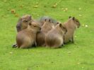Capybara – Das Wasserschwein